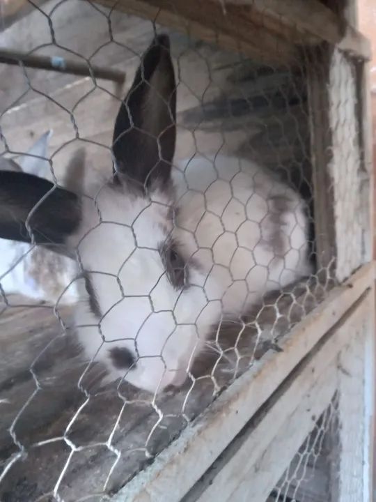 Coelha mojando 45$$$$ - Foto 2