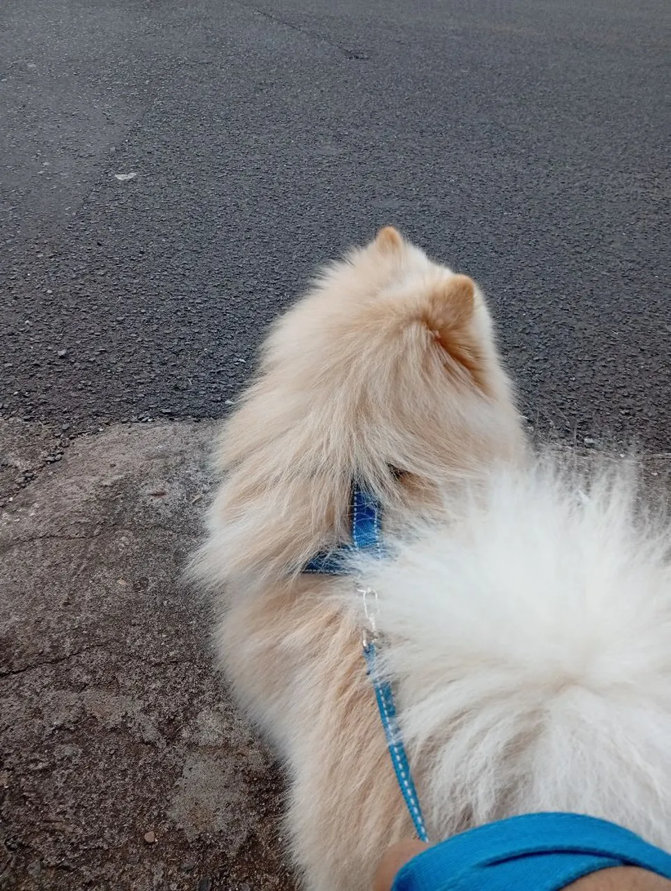 Cachorro macho