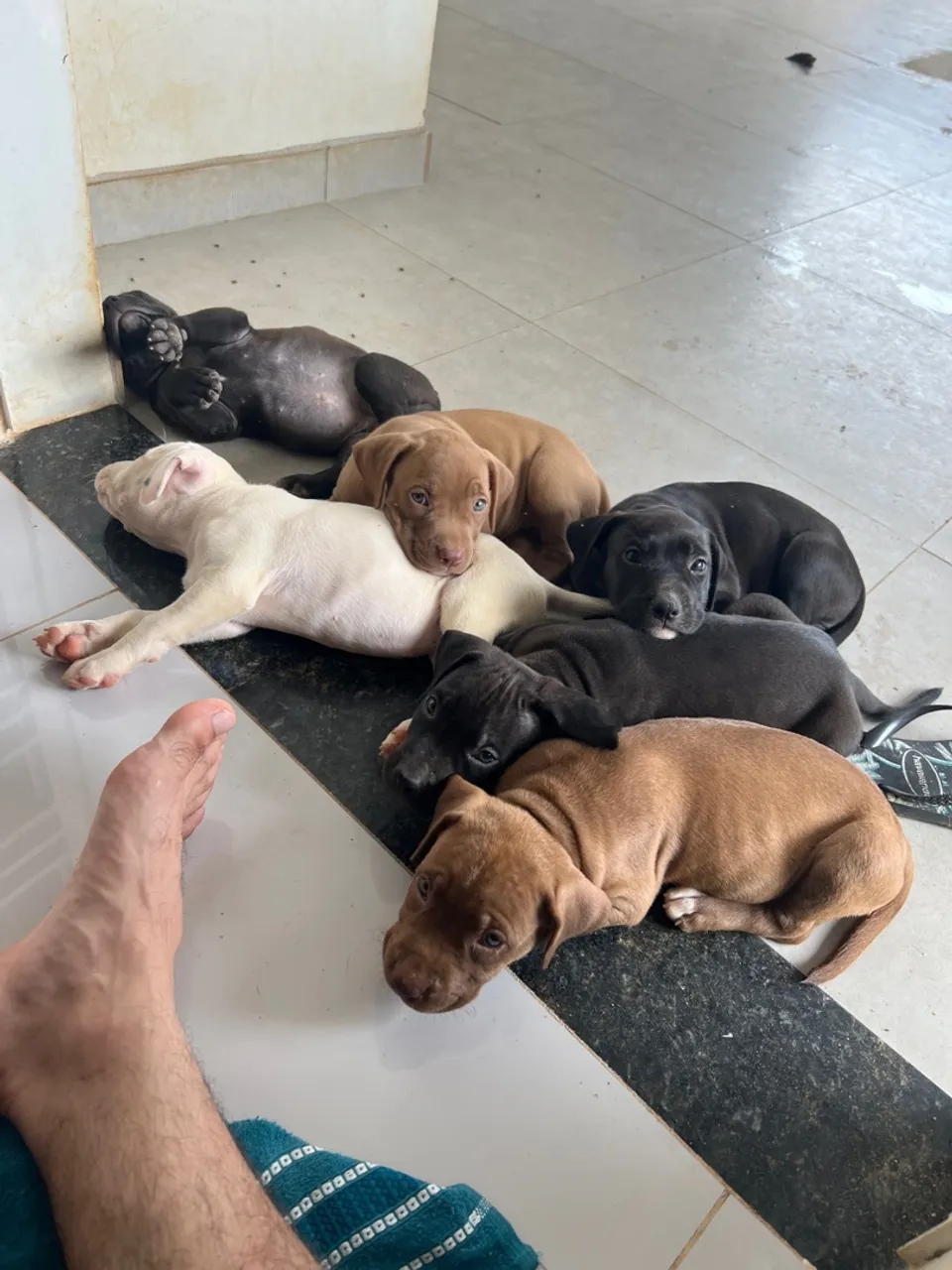 Pitbull filhote