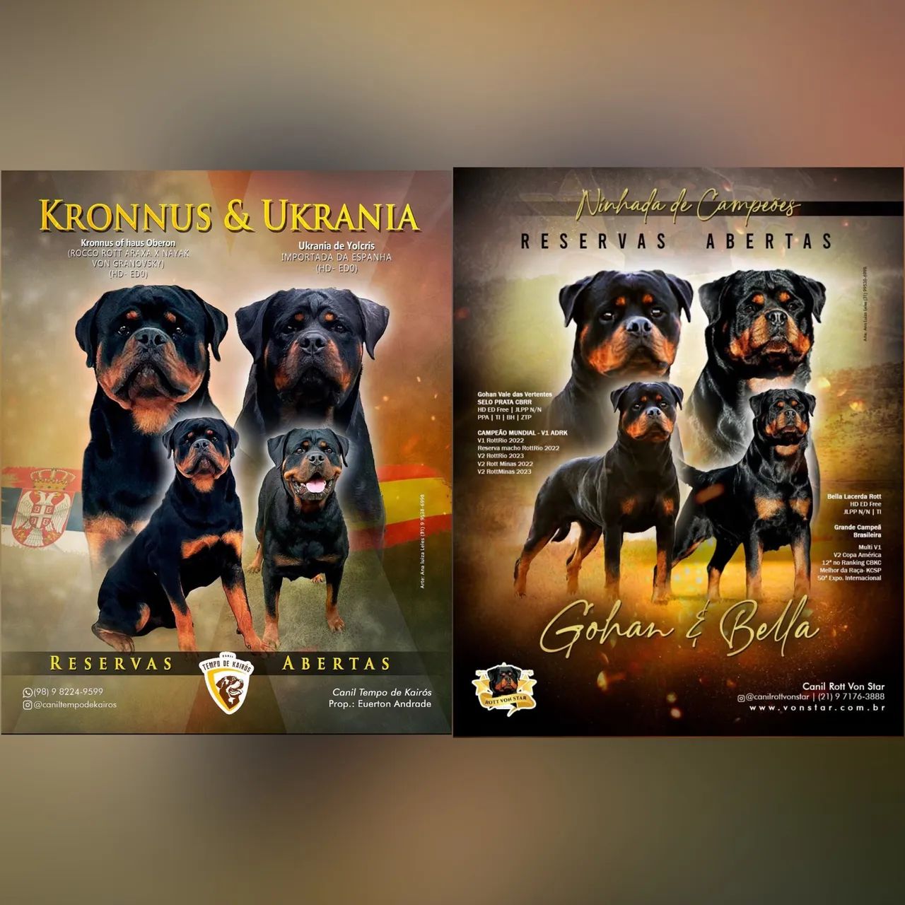 Filhote de Rottweiler - Canil Tempo de Kairós - Foto 4