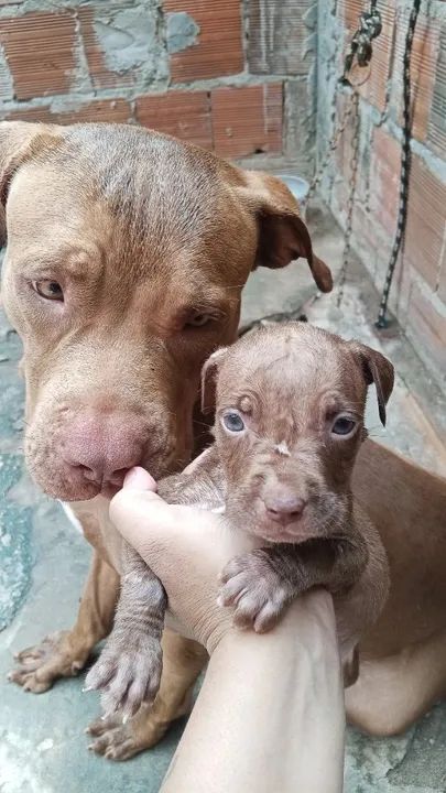 Filhotes de Pitbull  - Foto 3