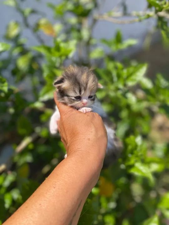 Gatinho Persa disponível para adoção - Foto 4