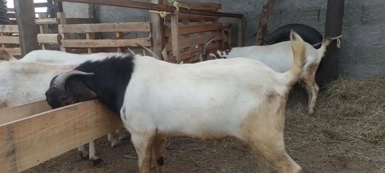 Cabras boer para venda - Foto 4