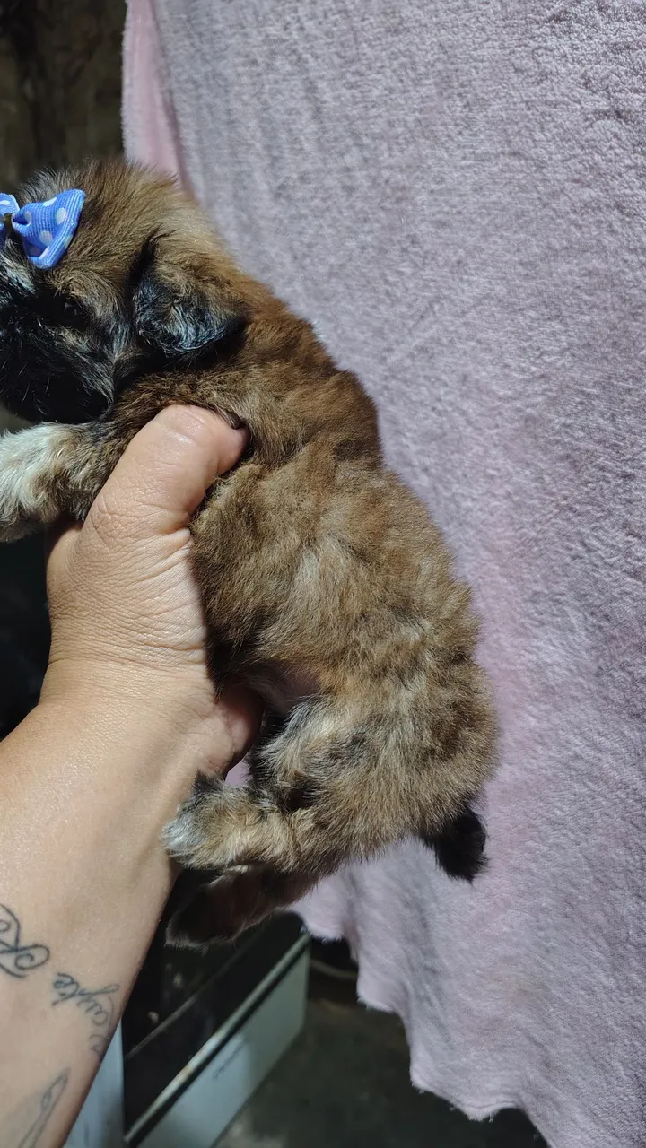 Filhote Shih Tzu Macho 400 feminha 850 Mine