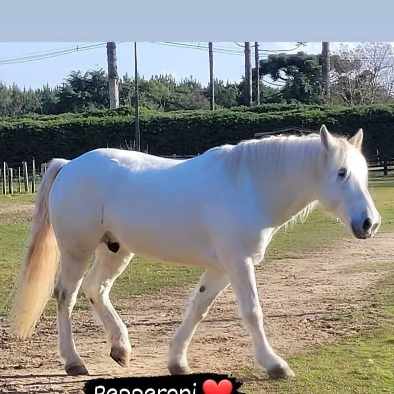 Cavalo Percheron lindo manso Castrado 