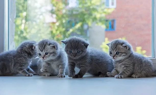 Gato Scottish fold (Havila filhotes vendedora Caroline) 
