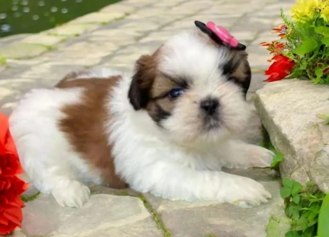 Shih Tzu Fêmea - o imperador da doçura
