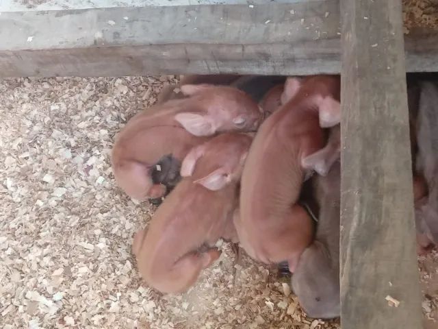 Venda porco Duroc  - Foto 3