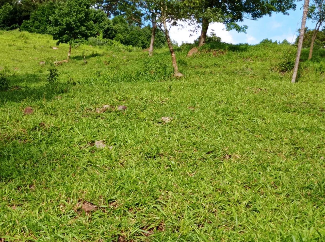 Chácara 5 alqueires em trindade  - Foto 4