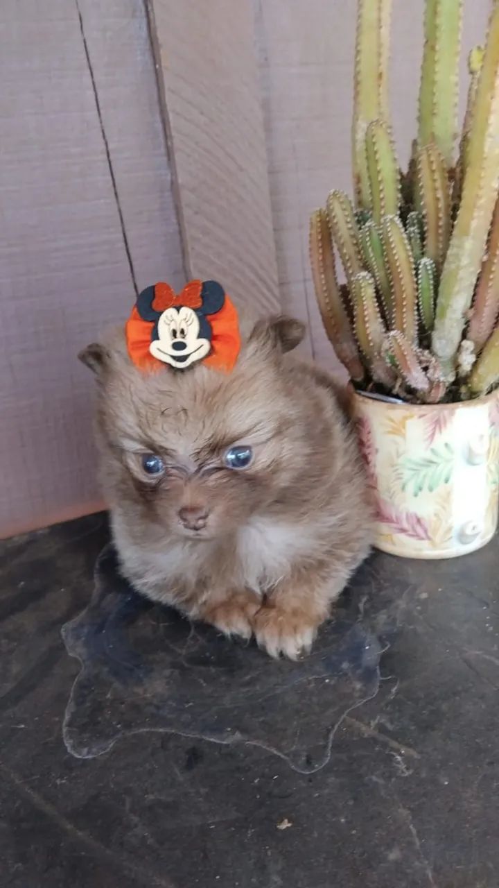 Cachorros 