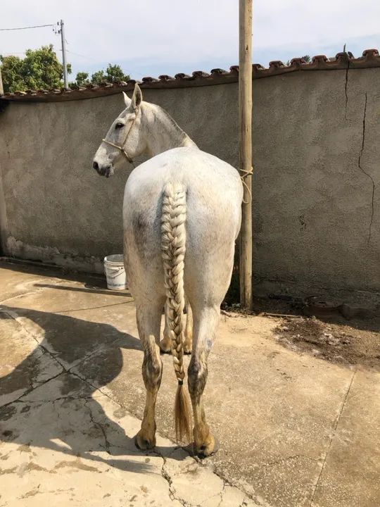 Égua mangalarga  - Foto 2