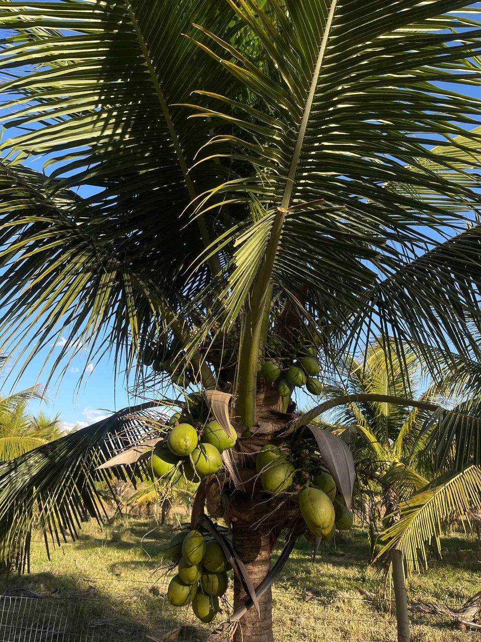 Coco verde 64298558227586120