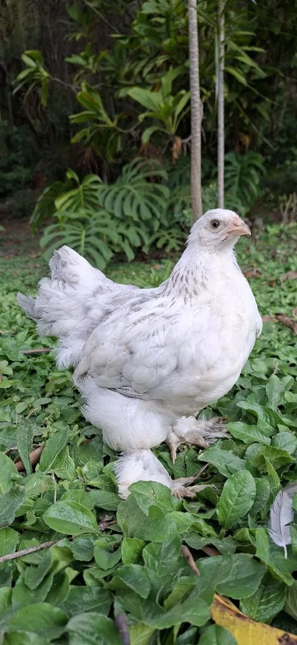 Galinha Brahma Gigante