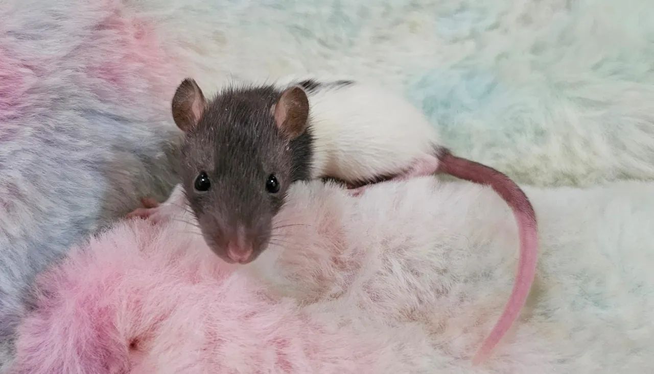 Twister carinhosos - Alto padrão