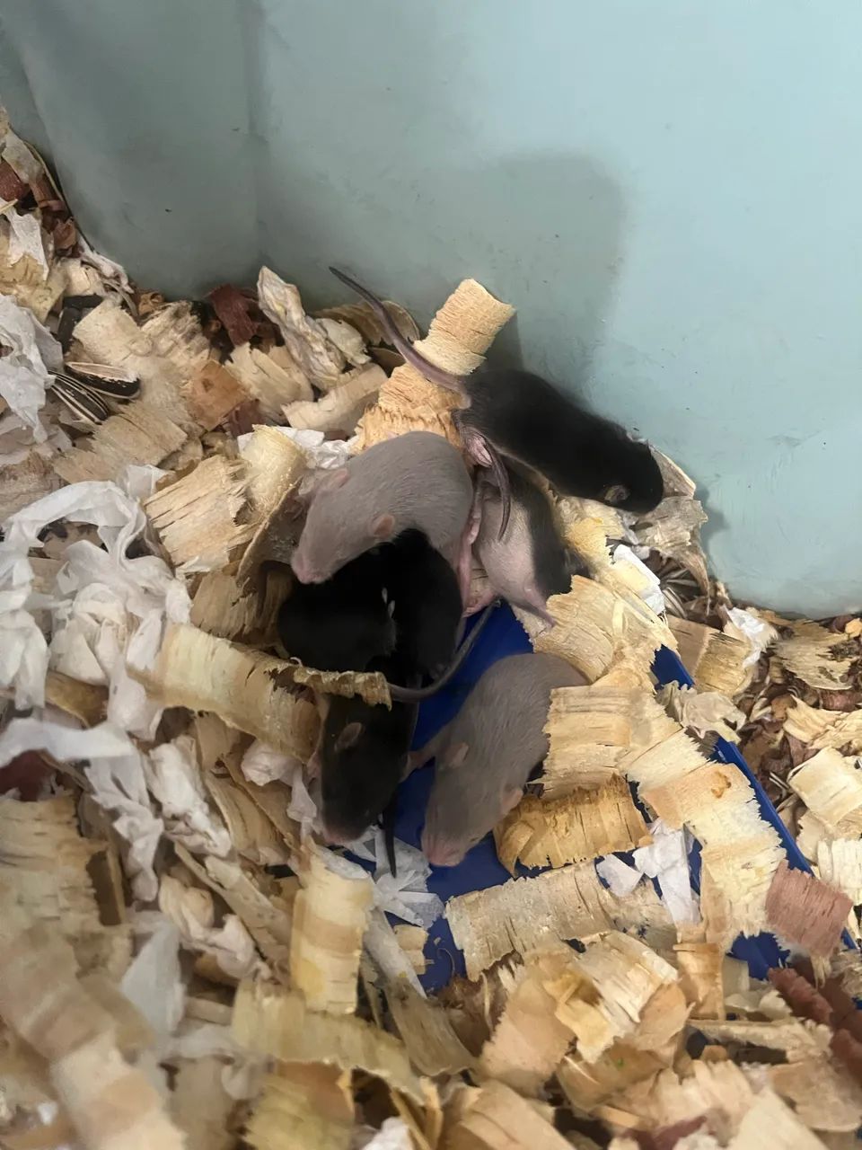 Hamster Topolino  - Foto 2