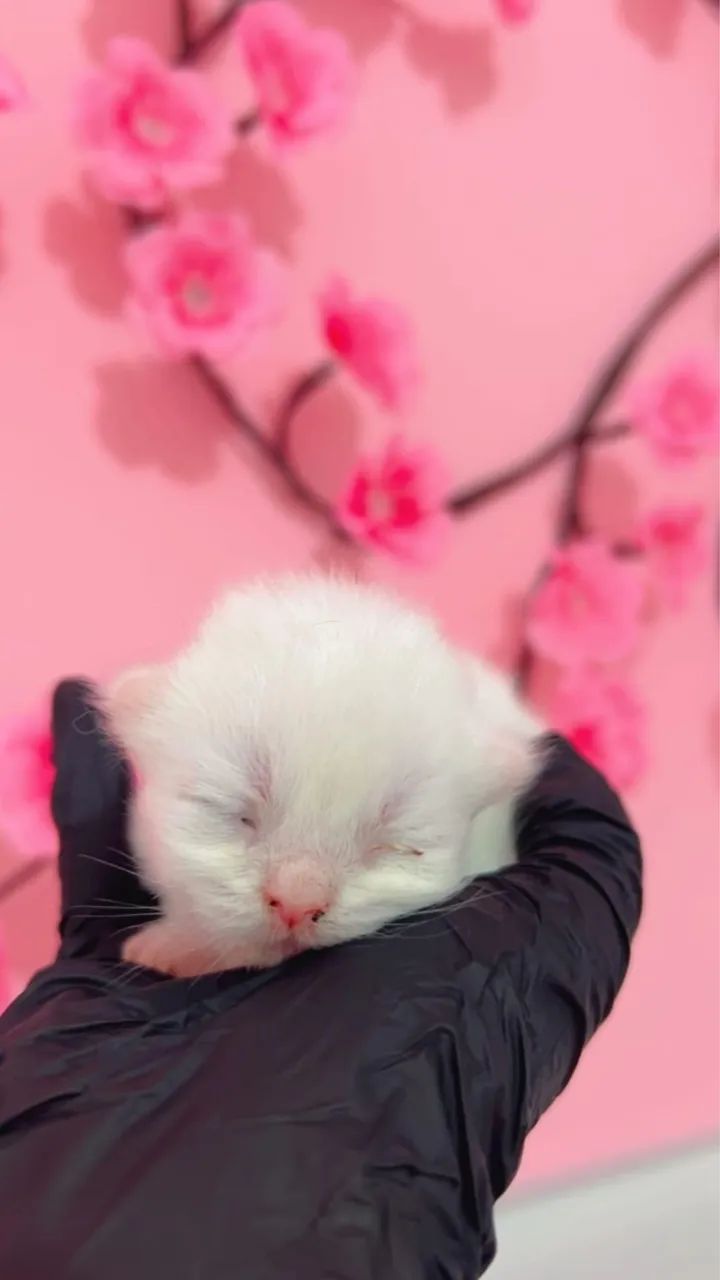 Gatinha branca persa fêmea. - Foto 2