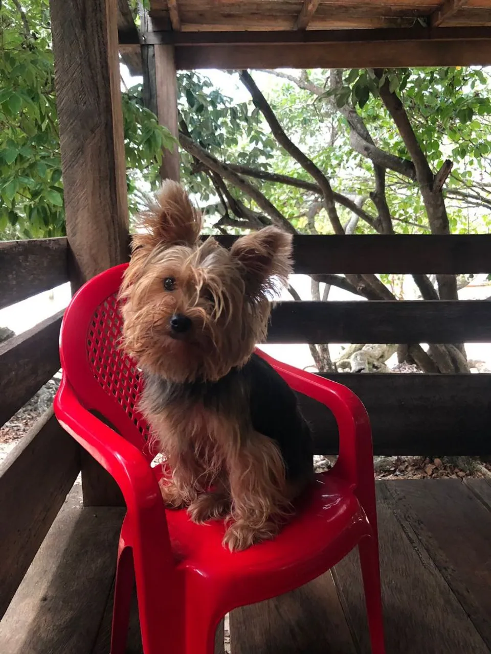 Yorkshire Terrier Charmoso e Adorável
