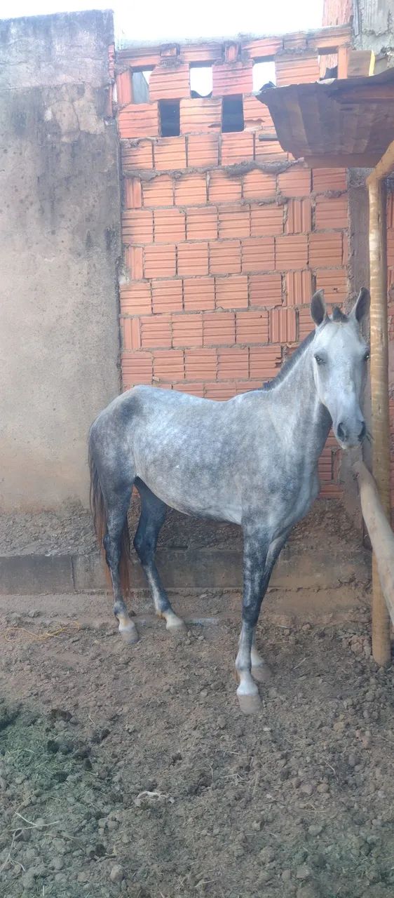Égua manga larga registrada no provisório  - Foto 5