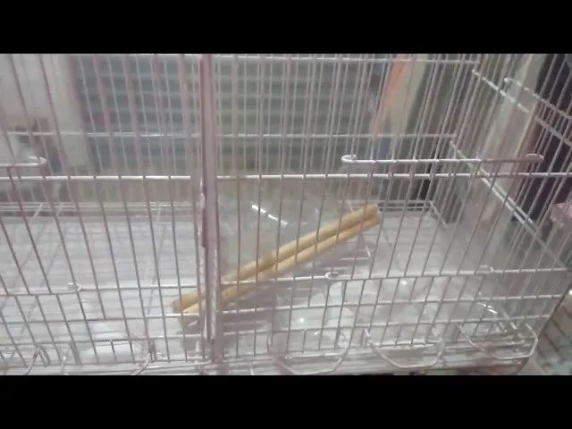 Vende se gaila criadeira  - Foto 4