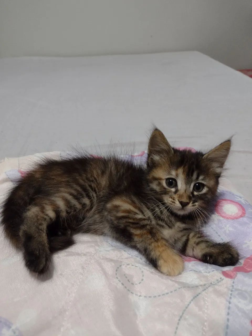 Gatinho fofo c,/entrega doação  - Foto 4