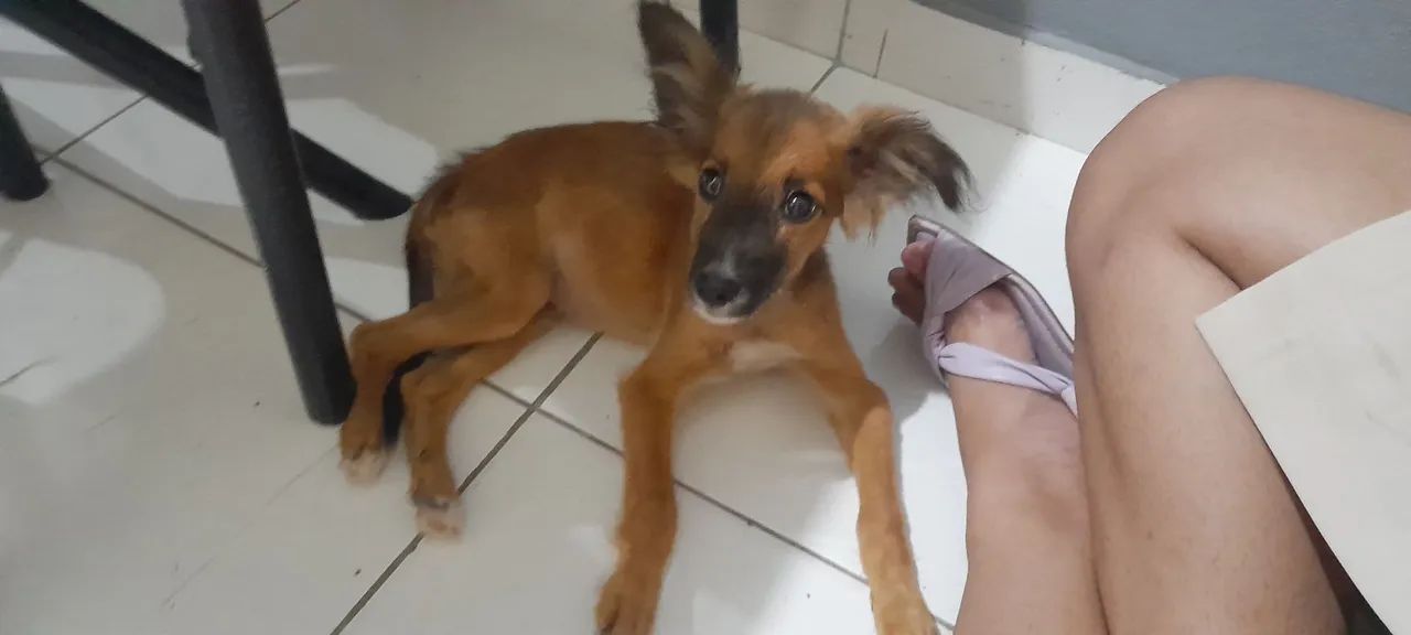 Cachorro encontrado - precisa de um lar! - Foto 2