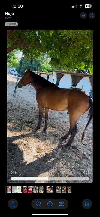 Potro de 6 anos - Cavalo para iniciar - Foto 2