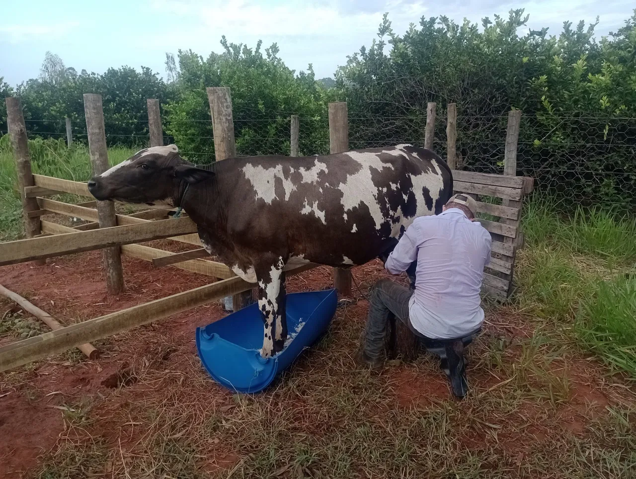 Vaca para ordenha