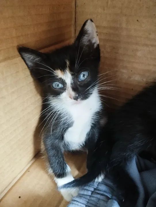 Gatinha tricolor de olhos azuis - Foto 3