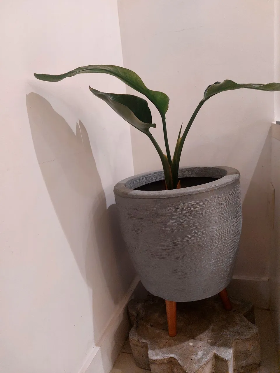 Planta Ornamental em Vaso Moderno