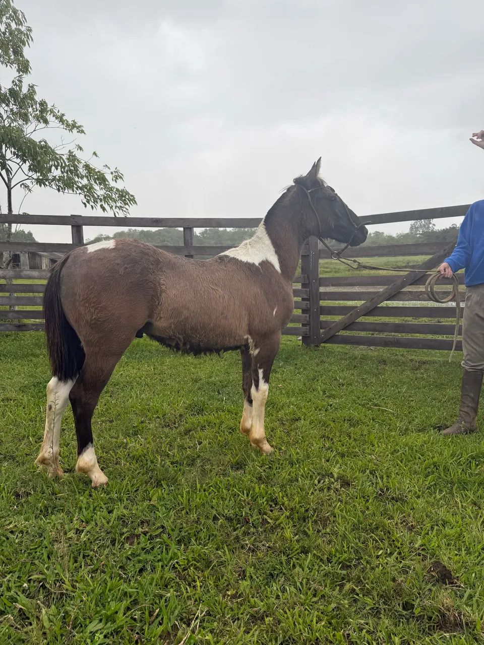 Potro Tobiano Diferenciado 9 meses - Foto 4