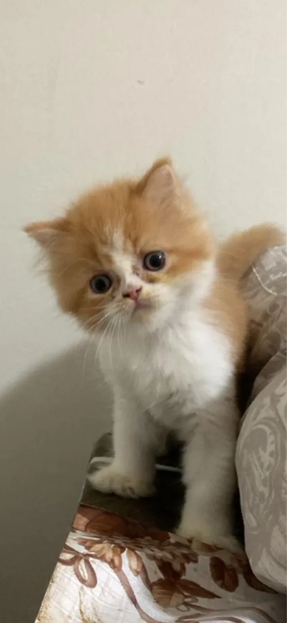 Gatinho Persa Filhote 