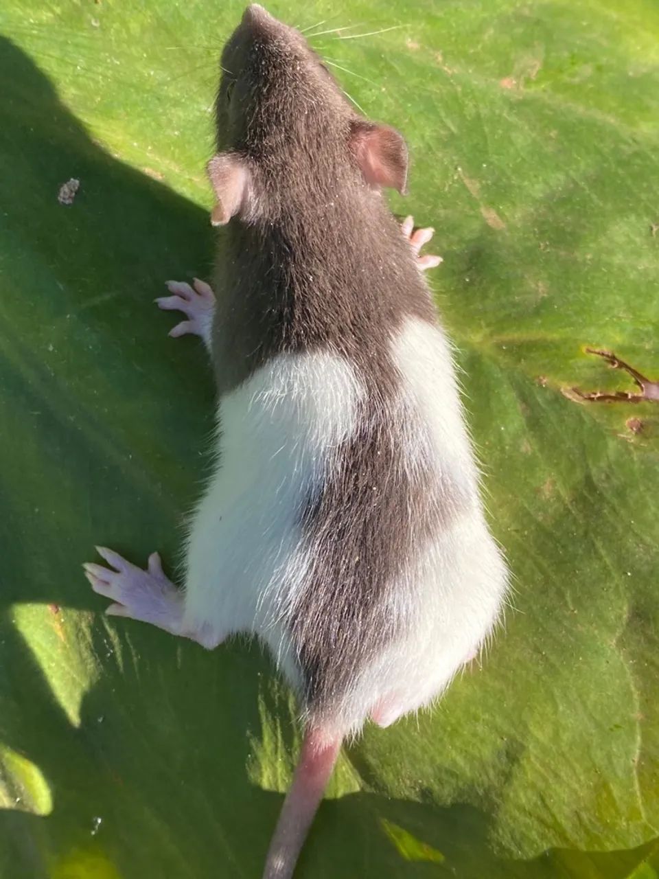 Hamsters, camundongos, mercol, twister, dumbo, sirio, topolinos - Foto 6