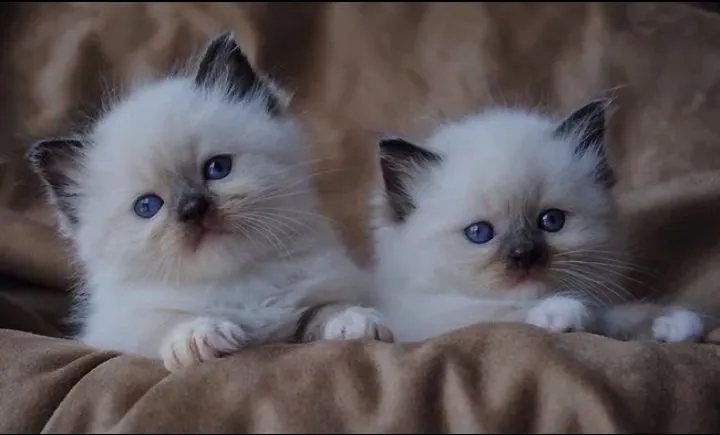 Filhotes lindos e fofinhos!!