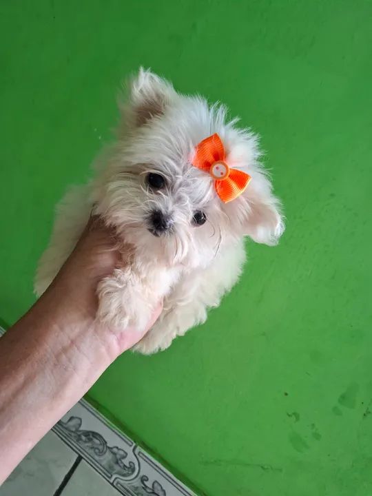 Um casal de maltês disponível mine