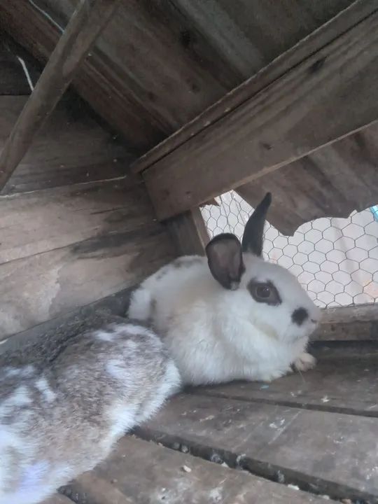 Coelha mojando 45$$$$