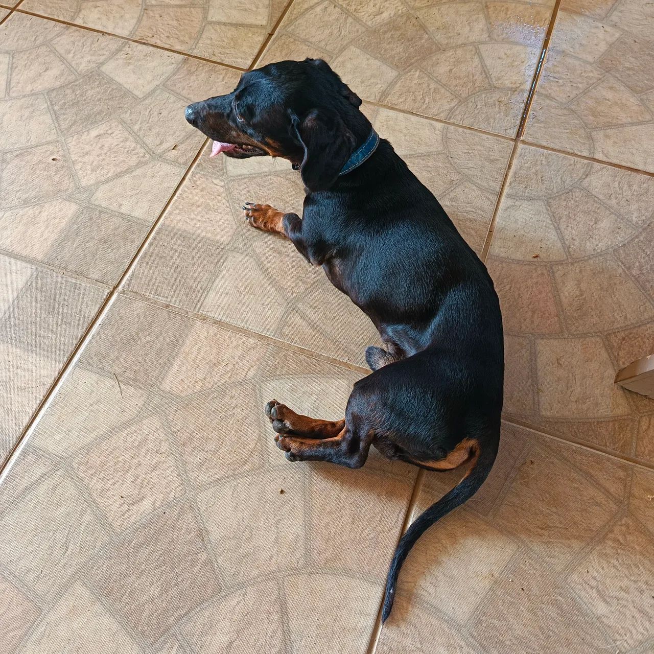 Vendo macho de Basset dachshund mini ÓTIMO PADREADOR - Foto 4