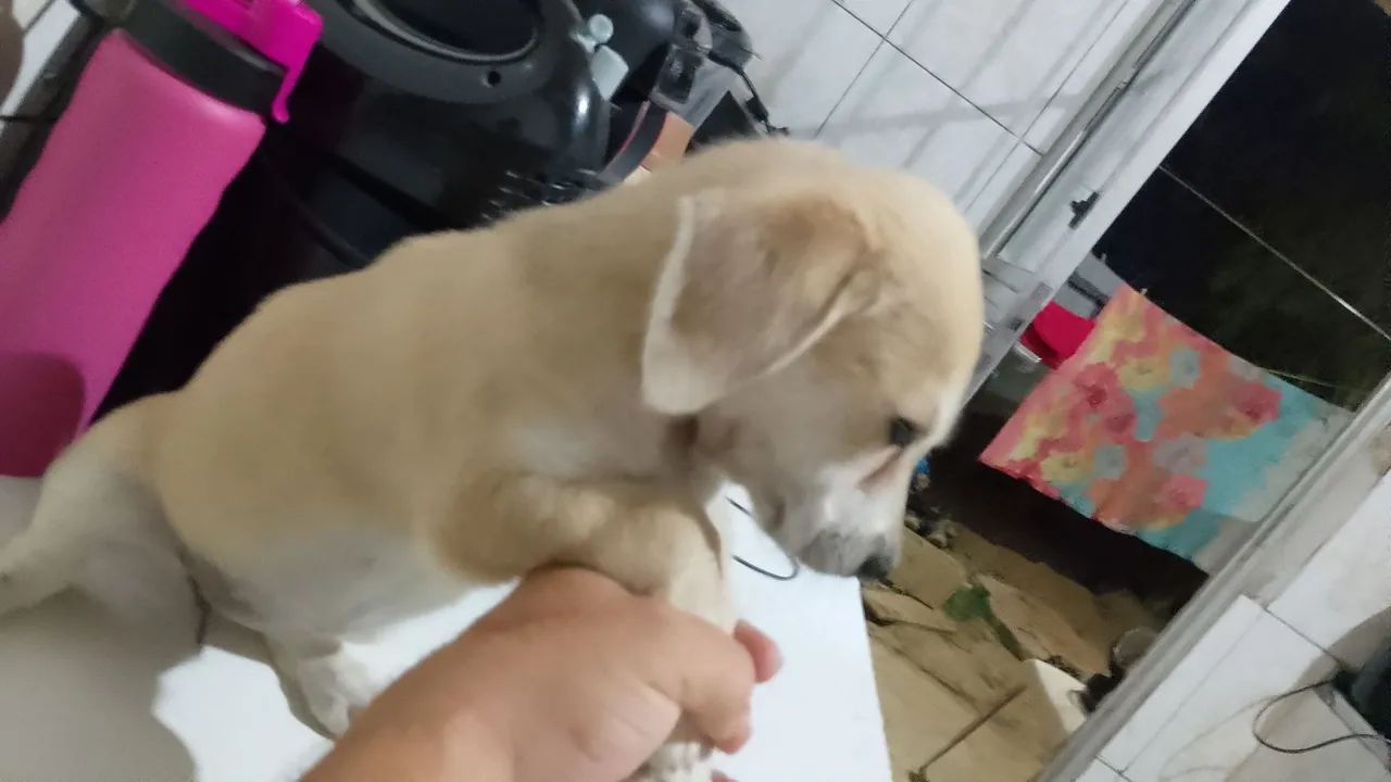 Filhote de cachorro disponível para adoção - Foto 6