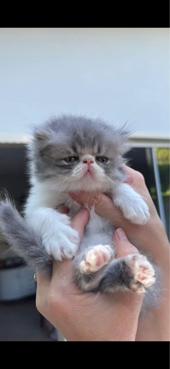 Gato persa macho puro - Foto 4