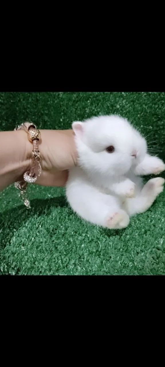 Netherlands Dwarf anão  - Foto 2