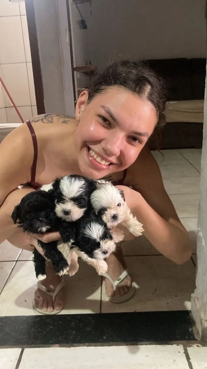  shih tzus macho  - Foto 3