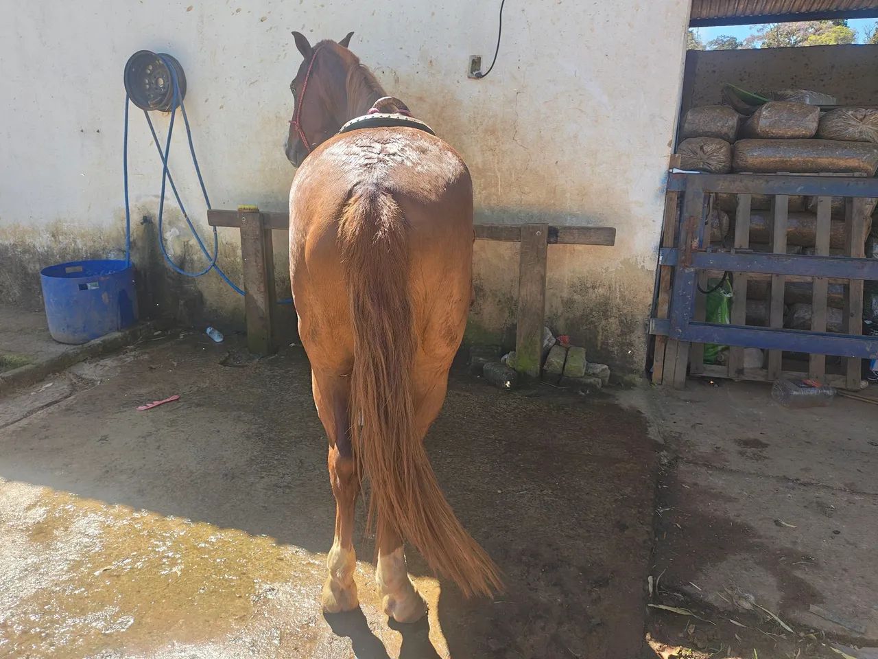 Cavalo 1/2 sangue QM - Foto 3