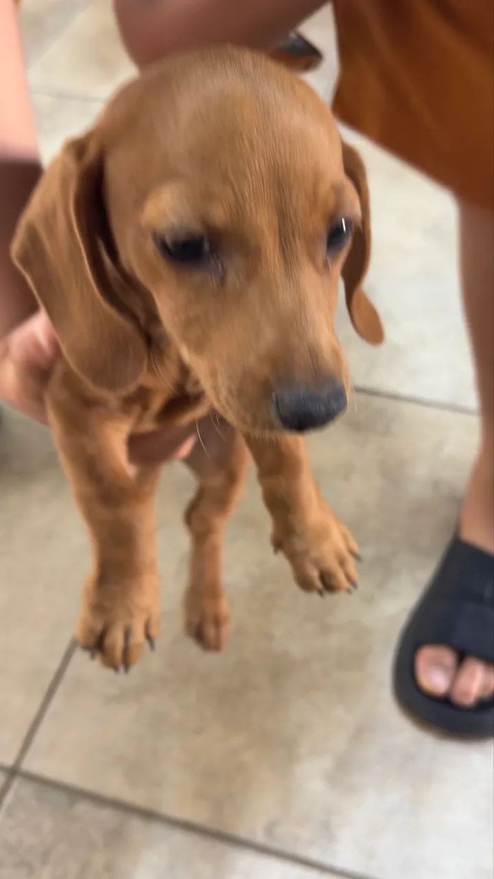 Vende-se cachorrinho Base ( Cofap) - Foto 2