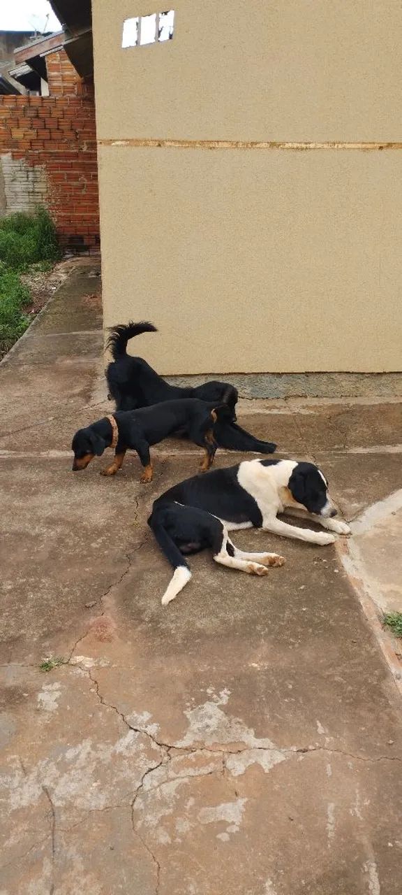Cachorro 
