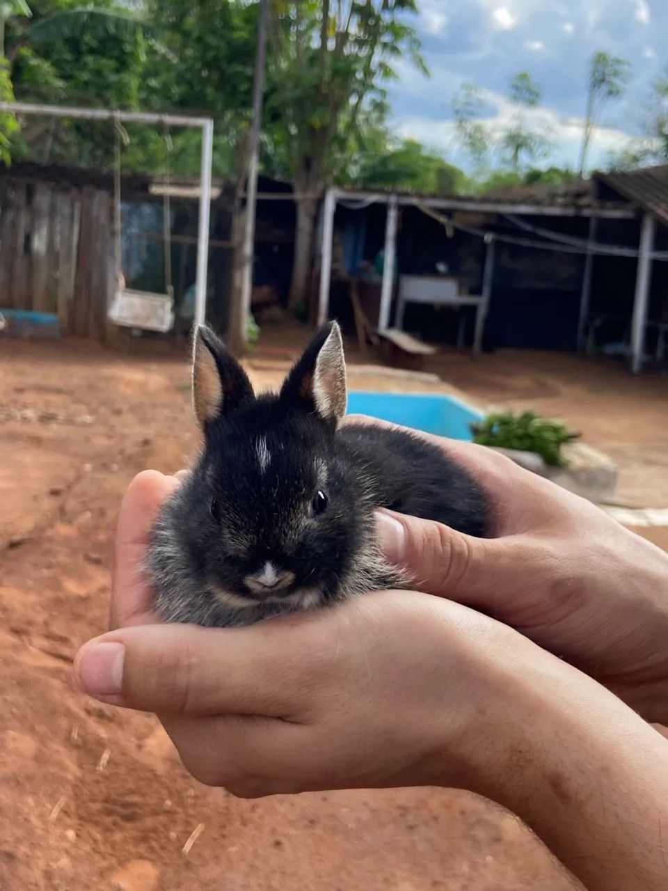 Mini coelho - Foto 4