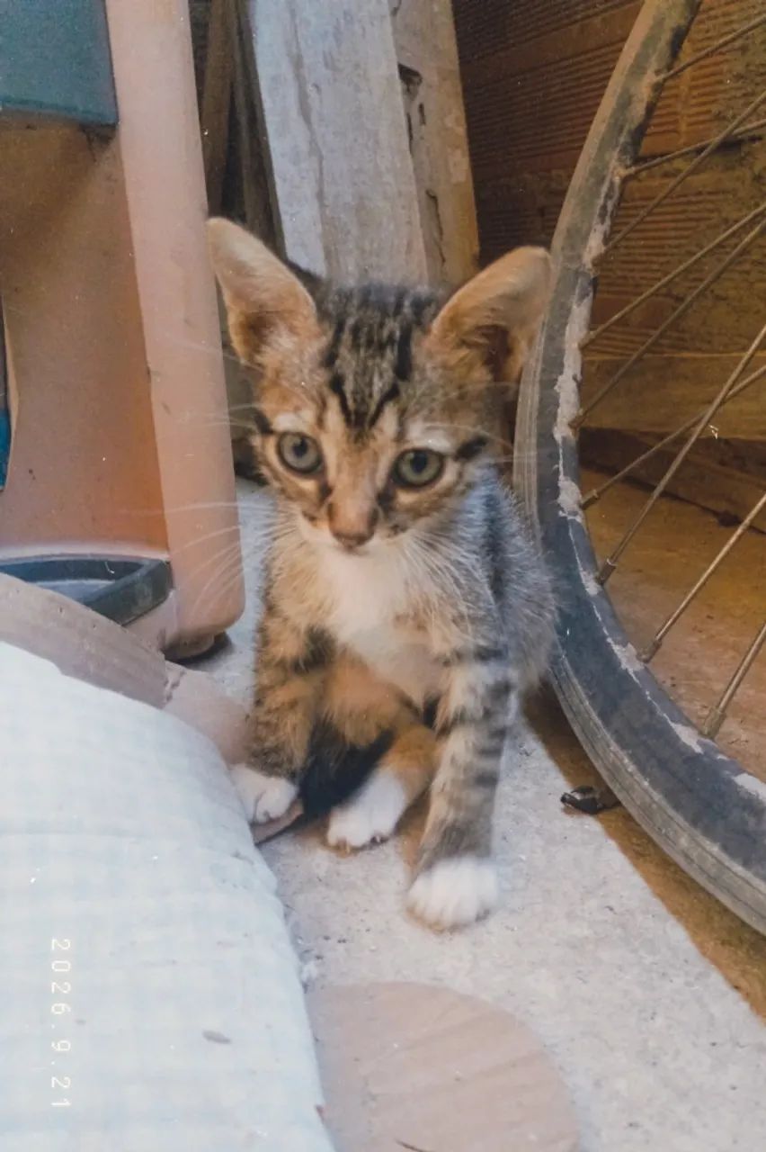 Doação de gatos  - Foto 4