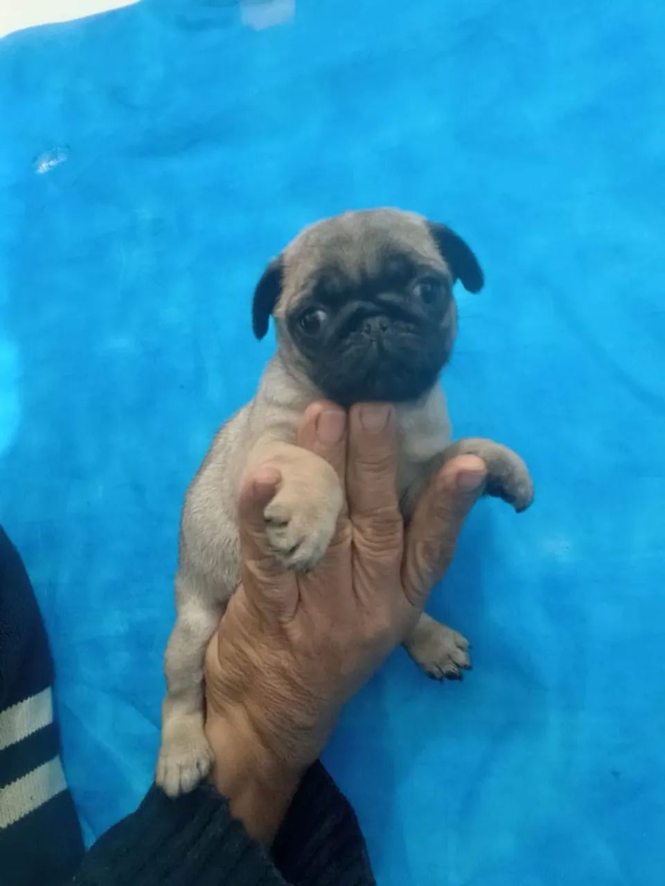 Filhote de Pug Abricot e Preto - Fêmea e Macho