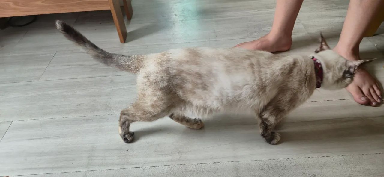 Doação de Gata ( Felipa ) - Foto 4