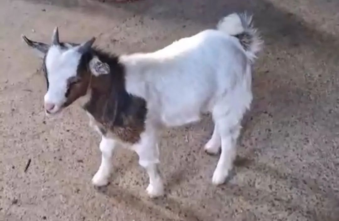 Mini Cabra PET - Foto 4