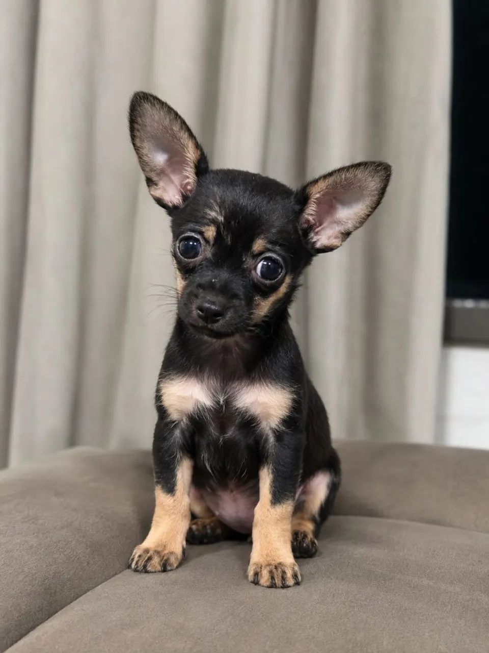 Pinscher filhote macho 0