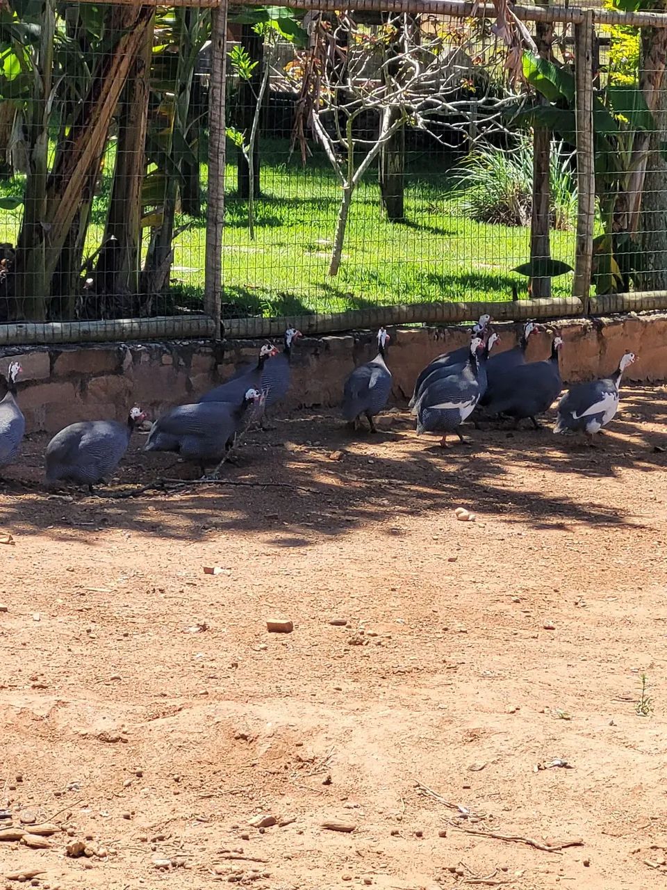  15 Angolas 
